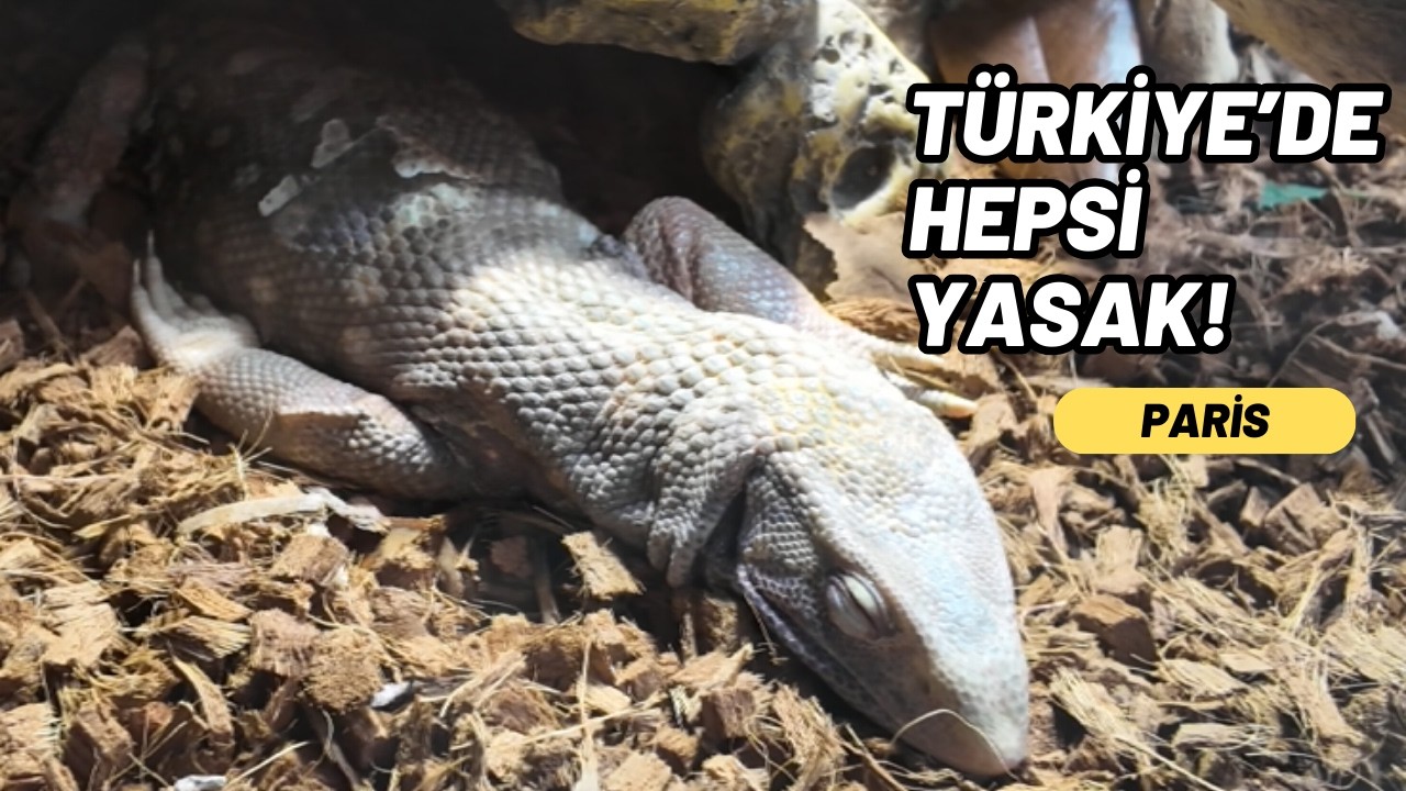 PARİS'TE AVRUPA'NIN EN BÜYÜK PETSHOP'UNU GEZELİM!