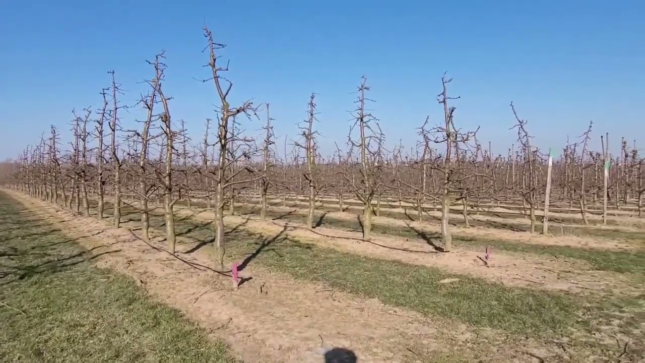 Kiraz Yetiştiriciliği 2022-3 Prunus Avium, Kirsche, Cherry