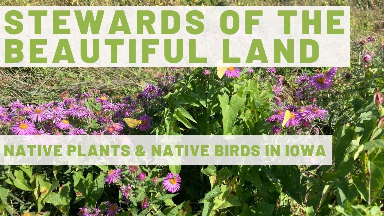 Stewards of the Beautiful Land: Native Birds & Native Plants in Iowa