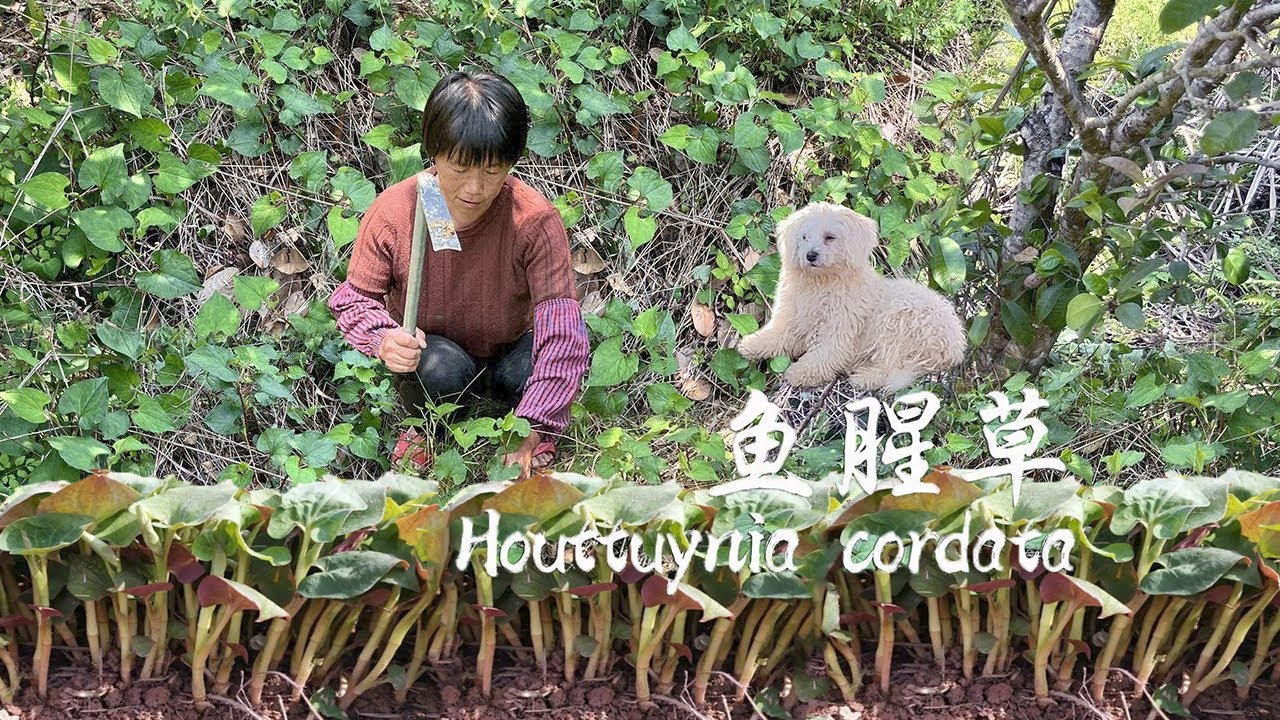 Houttuynia cordata растет повсюду, ее выкапывают для тушения свинины Dongpo