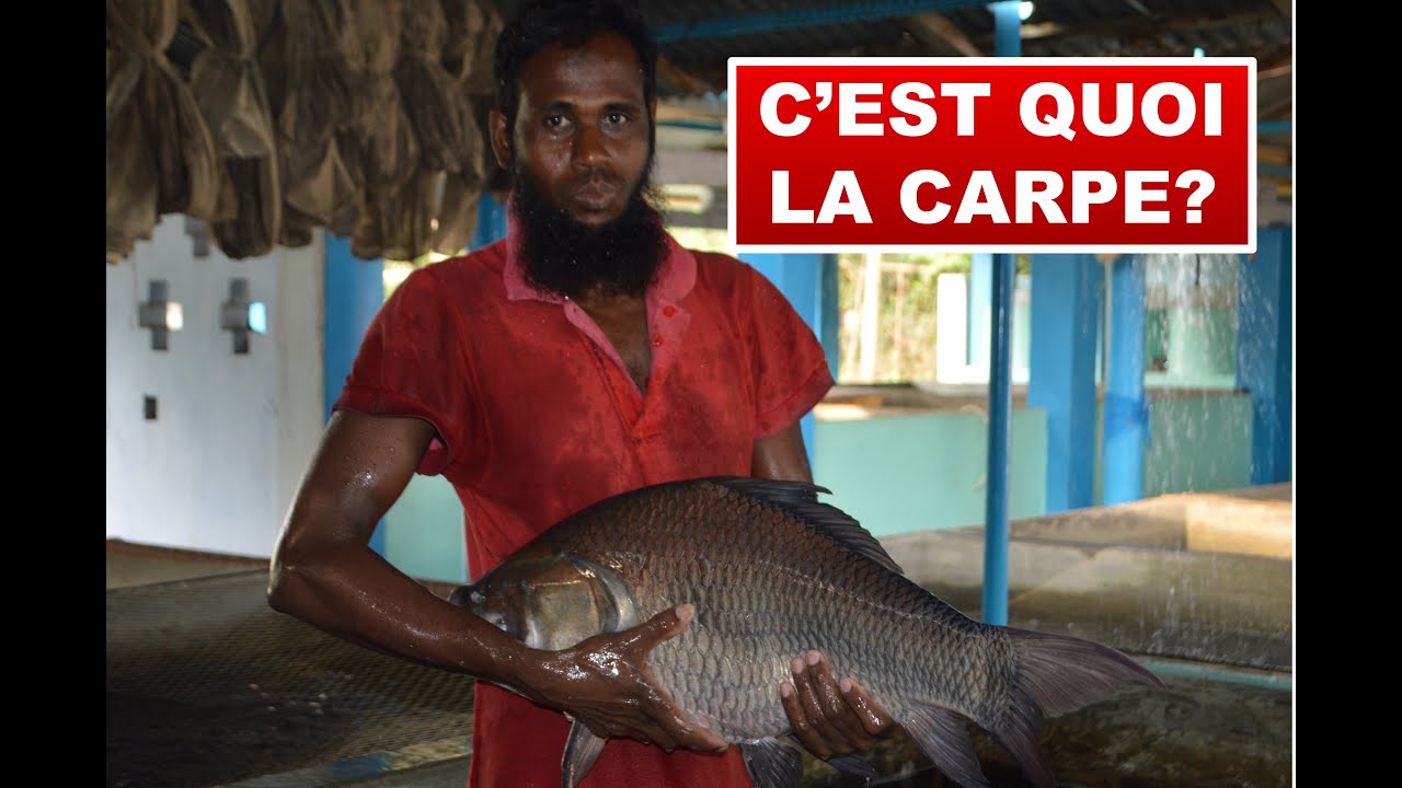 C'est quoi la carpe?