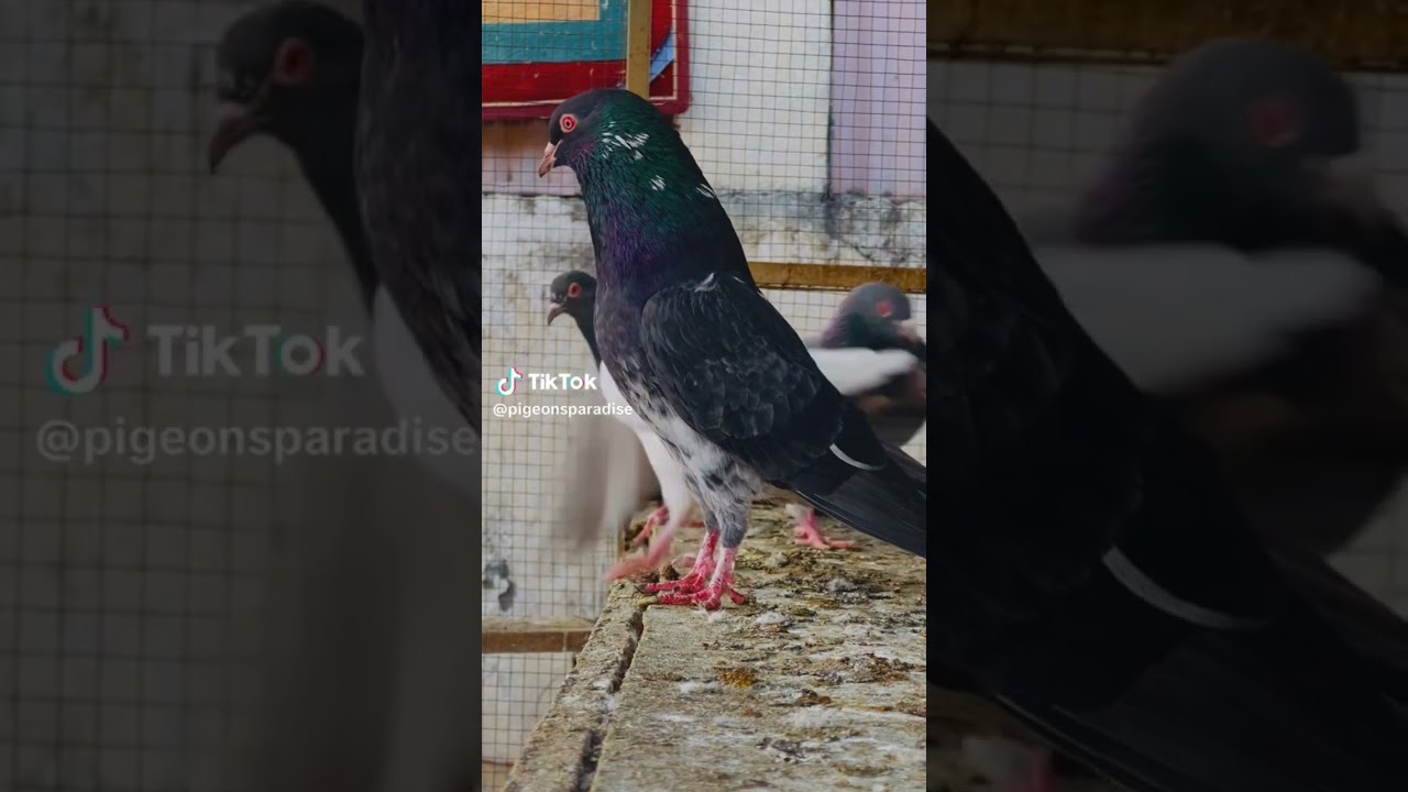 Dab walay kabootar #pigeon #kabooter#fypage