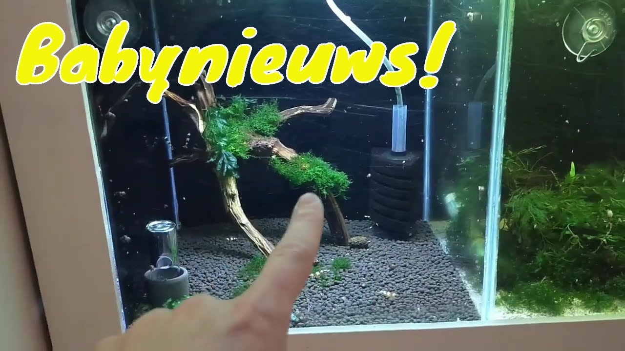 GARNALEN UPDATE : MISCHLING garnalen planten zich voort!