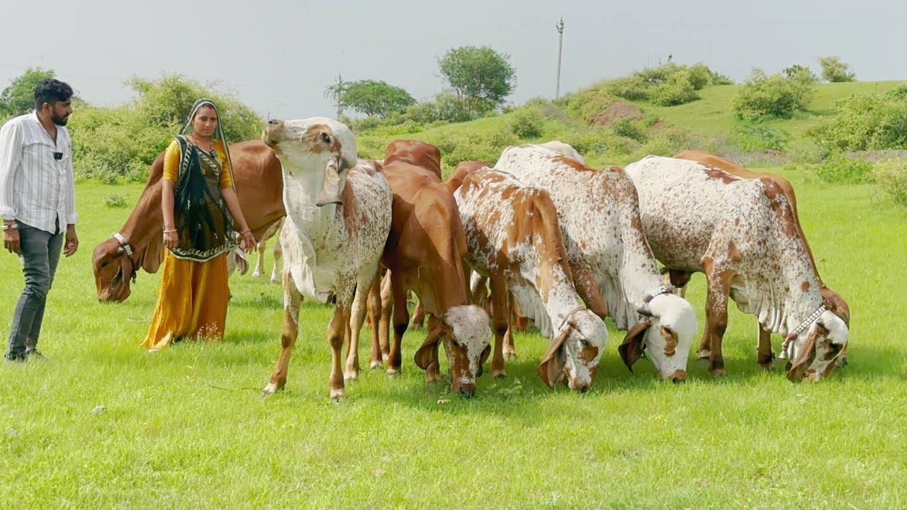गुजरात की टॉप क्वालिटी की काबरे कलर की गिर बछड़िया यहां से खरीदें #gircowgujaratbhavngar #gujarat