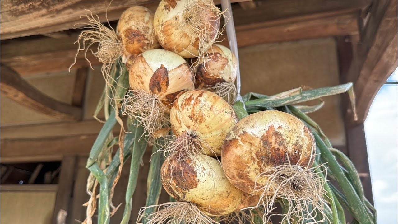 【保存食】収穫した玉ねぎを吊るしたりコンテナを使って長期間保存する簡単な方法・新玉ねぎホイル焼き　24/4/13