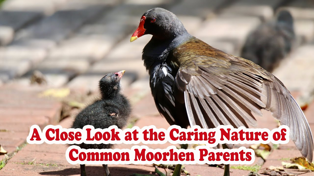 A Close Look at the Caring Nature of Common Moorhen Parents.