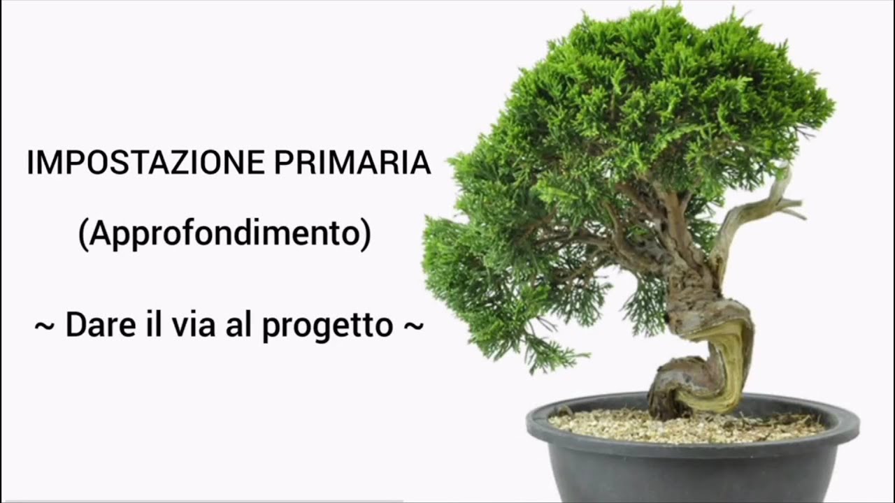 IMPOSTAZIONE BONSAI (approfondimento) - DAR IL VIA AL PROGETTO