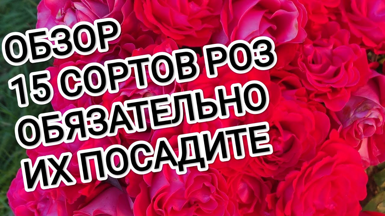ОБЗОР 15 СОРТОВ РОЗ. ОБЯЗАТЕЛЬНО ПОСОДИТЕ ЭТИ РОЗЫ.