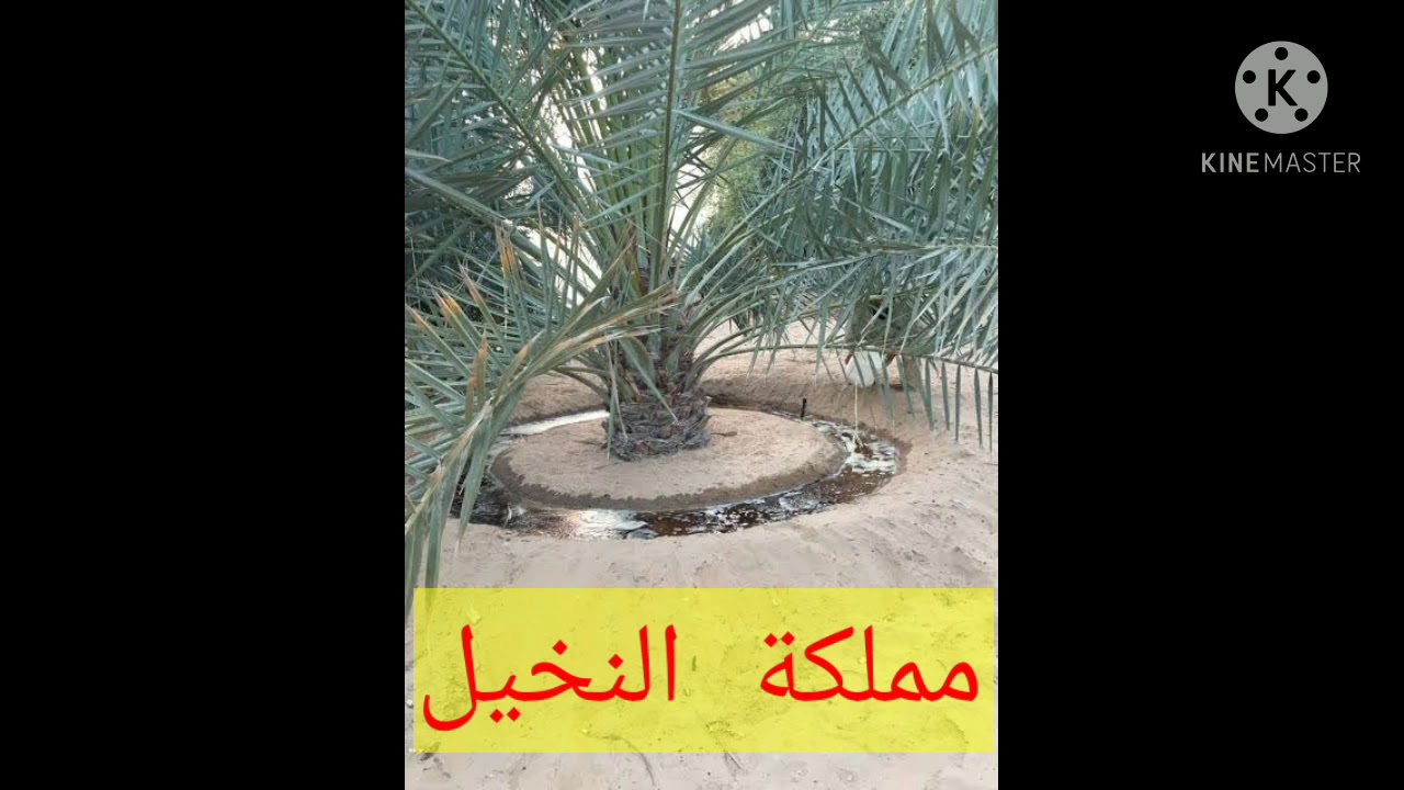 ري النخيل ( نوعية المياه / مواعيد الري)