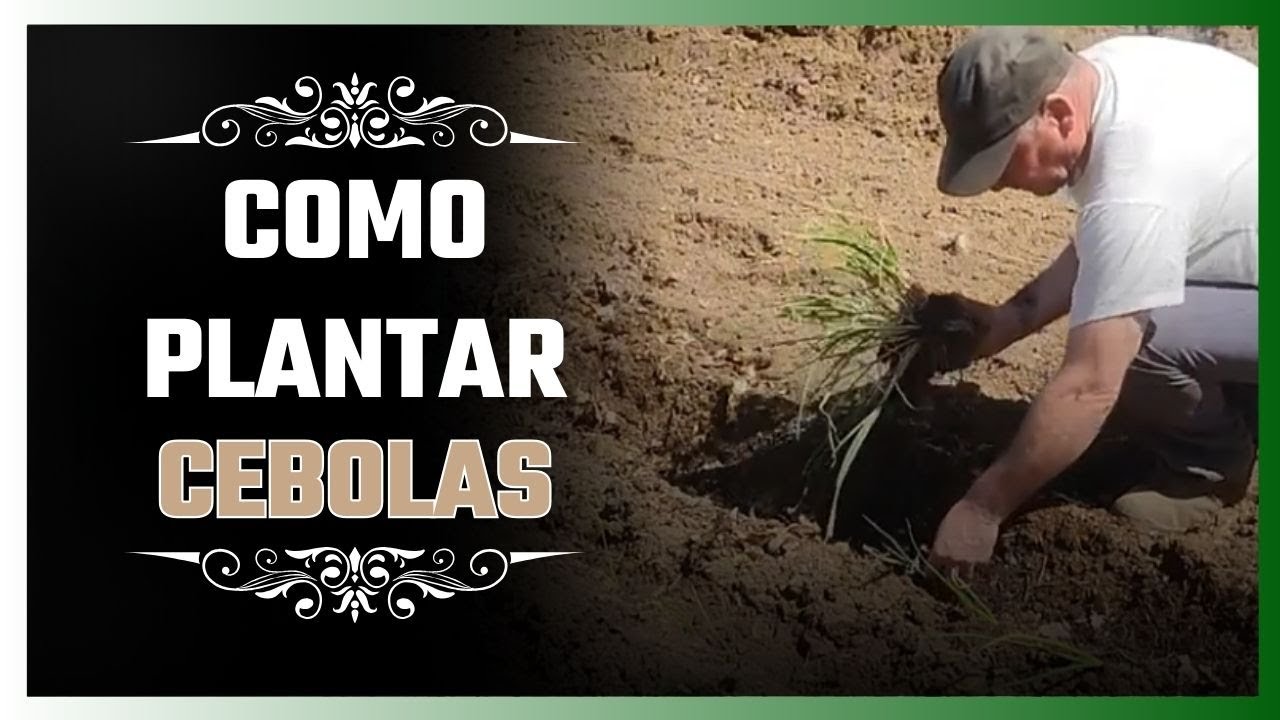 Como Plantar Cebolas Passo a Passo &ndash; Guia Completo para Iniciantes