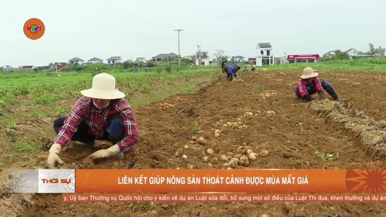 LIÊN KẾT GIÚP NÔNG SẢN THOÁT CẢNH ĐƯỢC MÙA MẤT GIÁ | VTV5