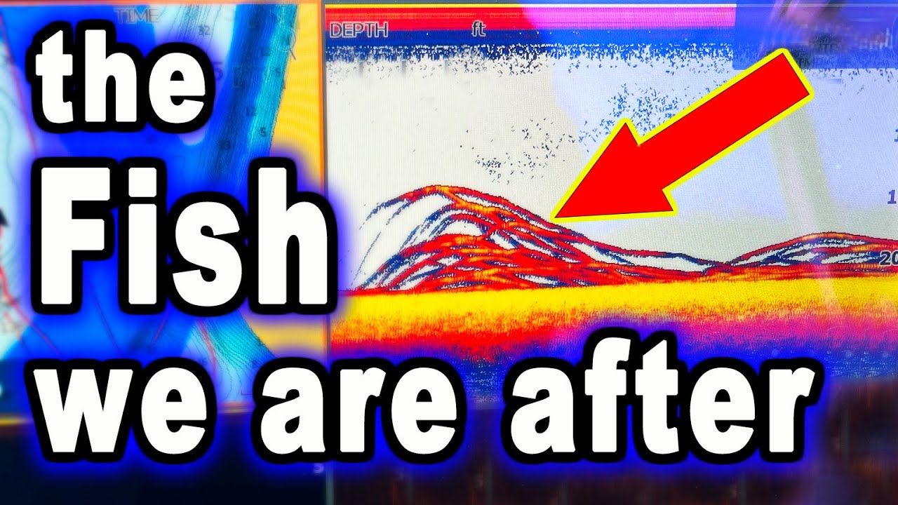 How to Catch These Fish in a Hurry