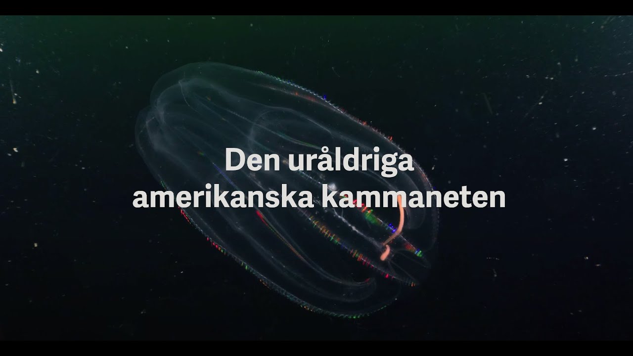 Invasiva arter i havet - Amerikansk kammanet