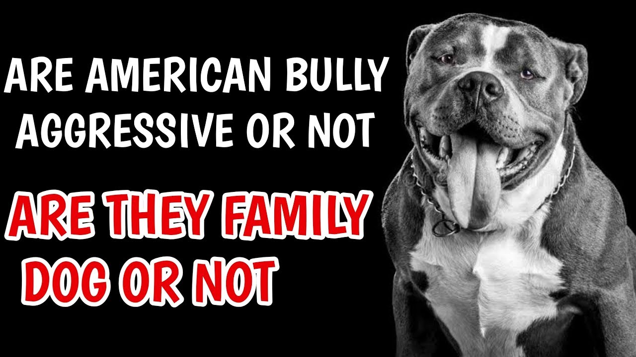 American Bully are Aggressive or not -  family Dog or not