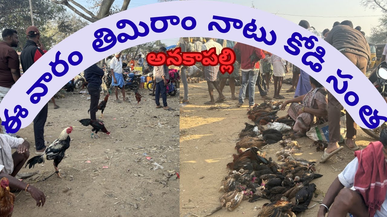 ఈ వారం తిమిరాం నాటు కోడి సంత #chicken #henna #goat #cow #sheep & market #mp 