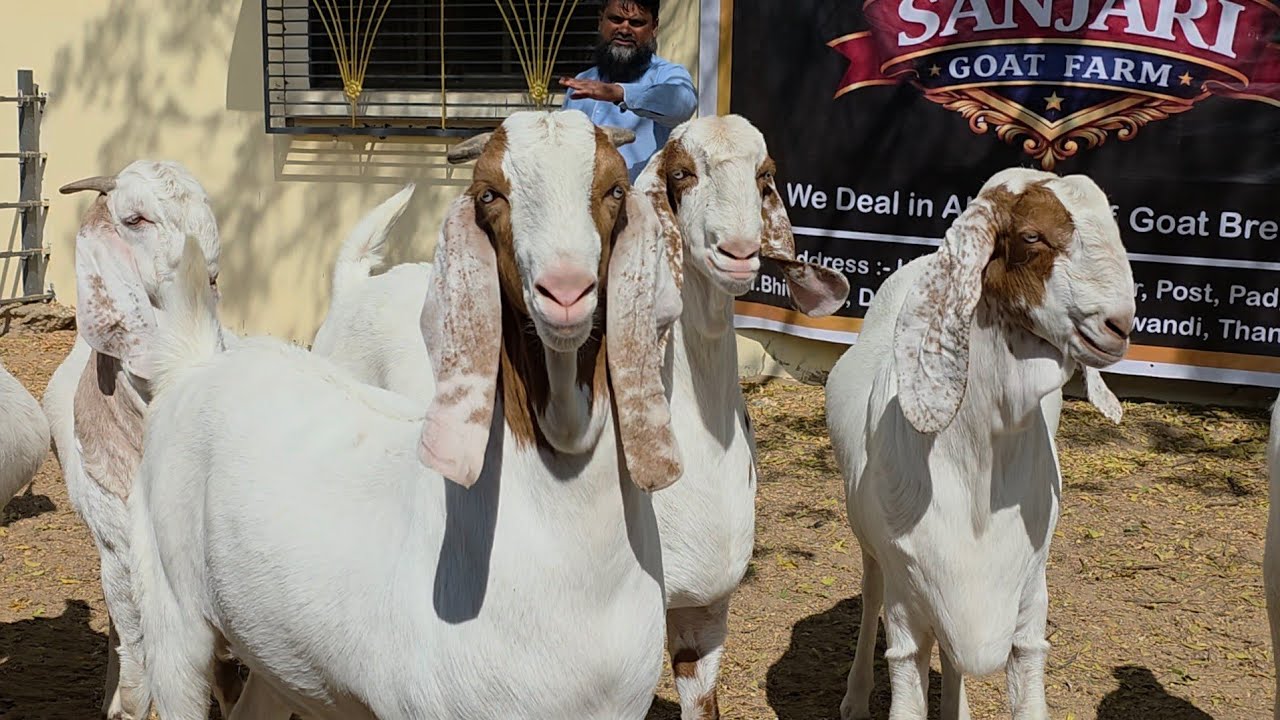 Jahnaseen Pattern Ke Heaviest Bakre At Sanjari Goat Farm | MM Group Goats.