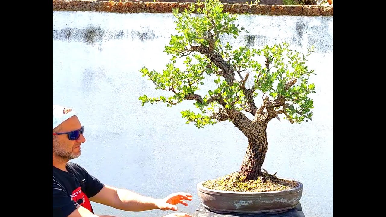 Bonsai Tree Crataegus 10 Step2