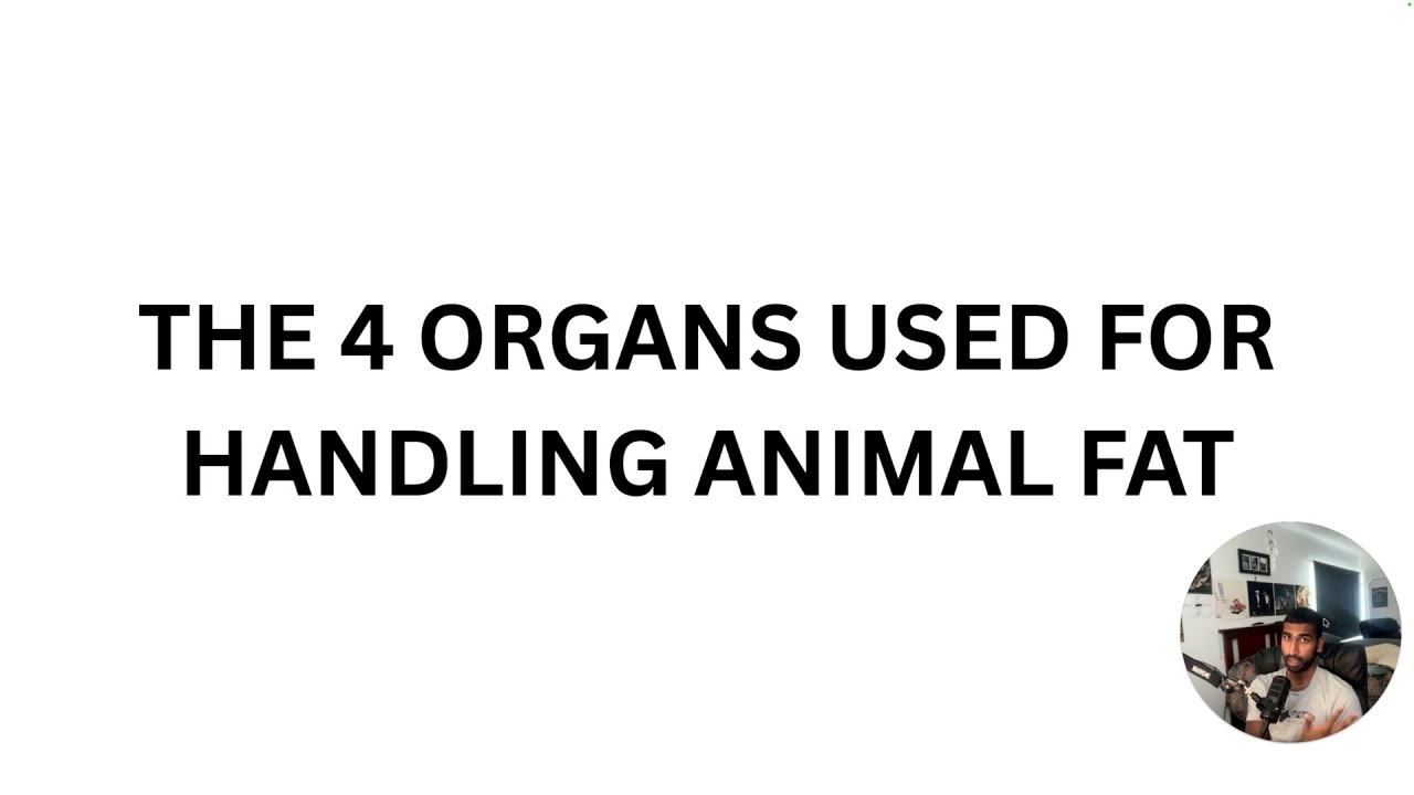 The 4 Organs Used to Digest Animal Fats