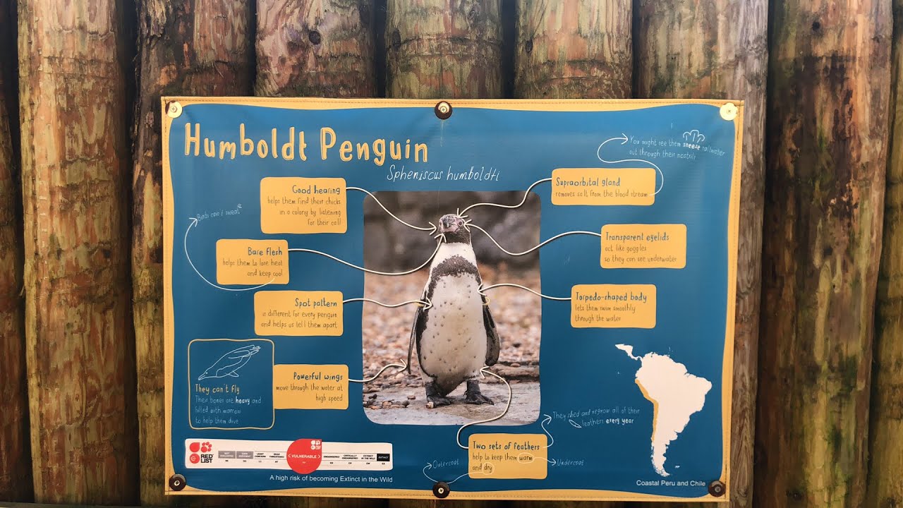 🎥 LIVE VIRTUAL ZOO DAY - Feeding time with the Penguins
