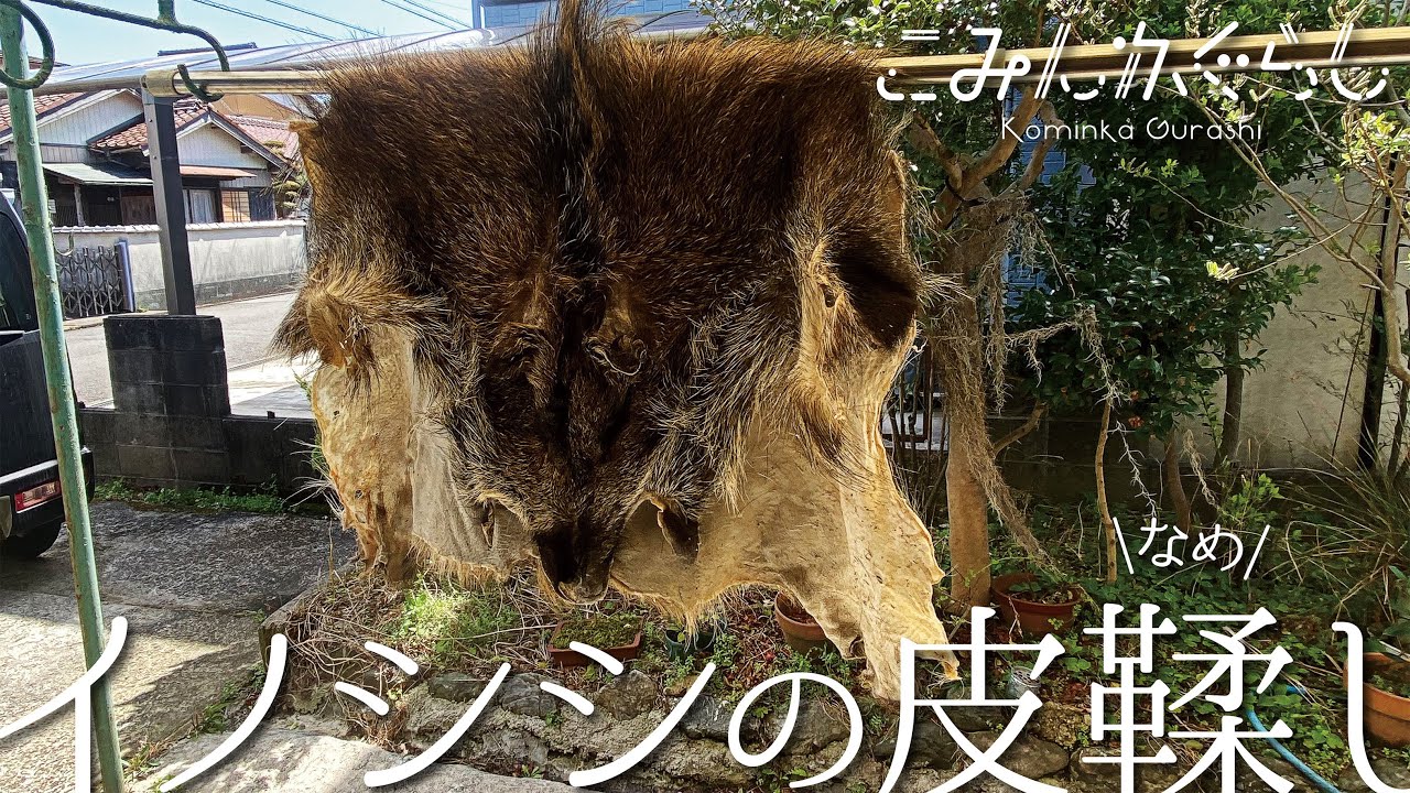 【毛皮なめし】イノシシの皮鞣し【ミョウバン】