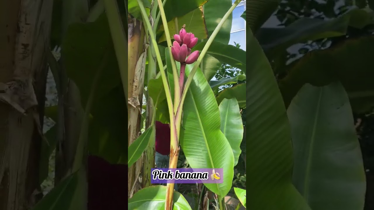 🍌PINK BANANA GARDEN / JARD&Iacute;N 🪴 #viral  #shorts #banana #garden