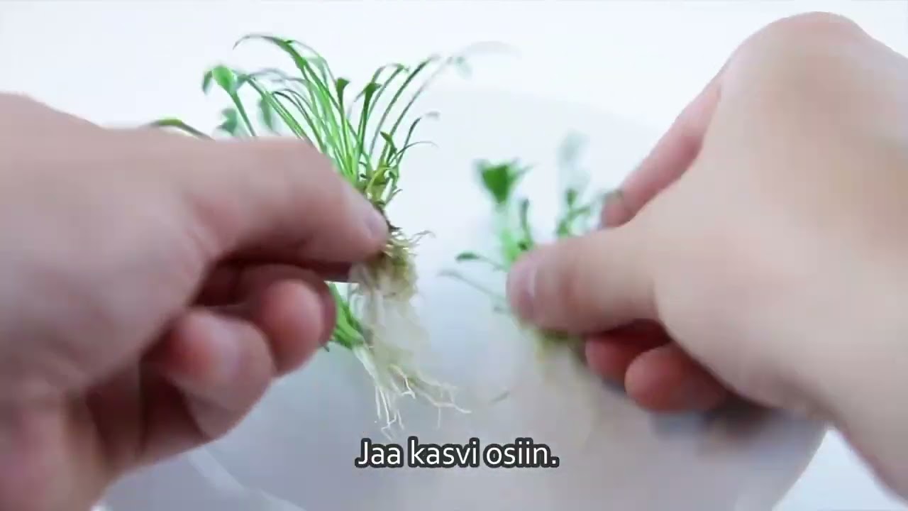 Suippomelalehti Cryptocoryne parva