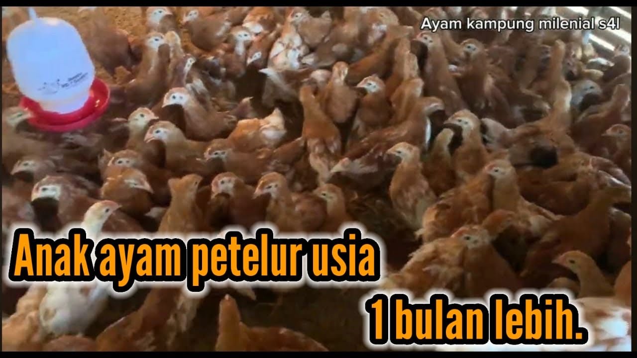 Anak ayam petelur usia 1 bulan lebih