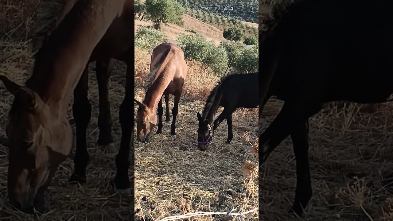 COMO SON LOS CABALLOS!! INTELIGENCIA, CURIOSIDADES, ETC 