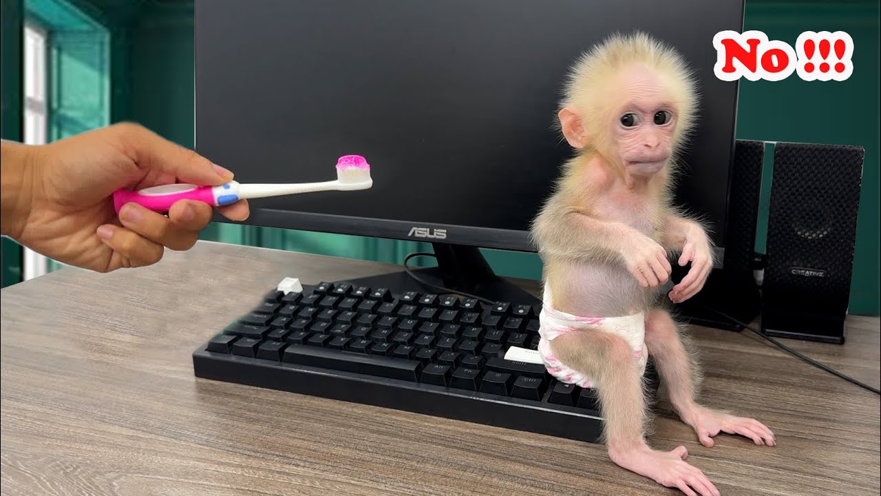 How baby monkey Xuka reacts when brushing her teeth for the first time