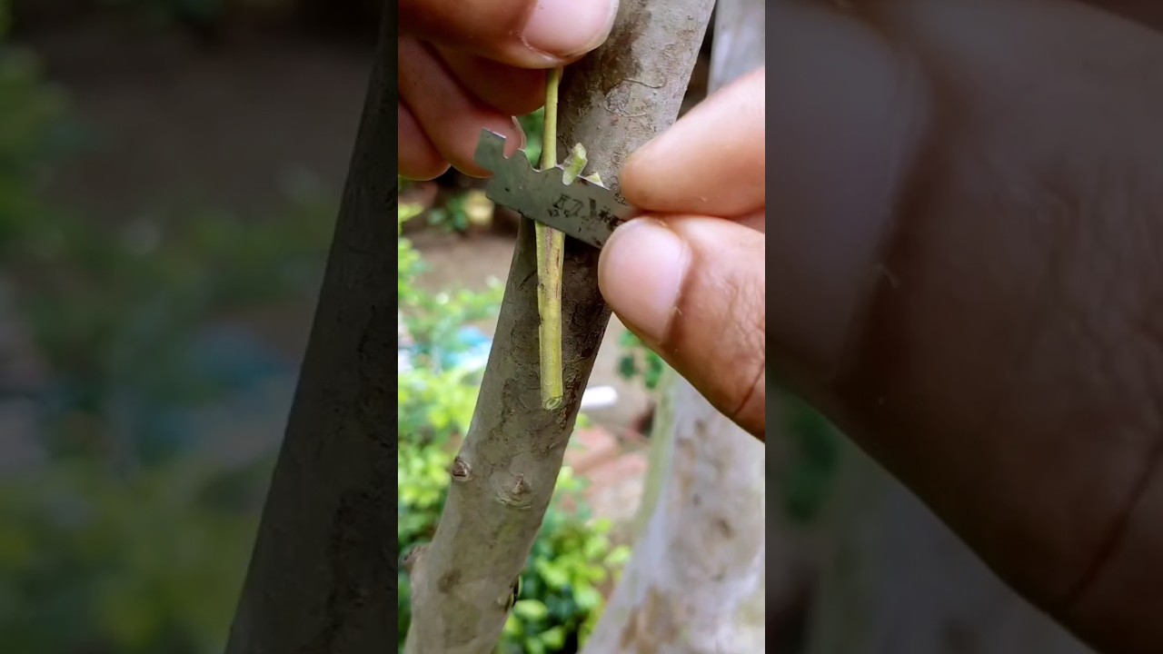 Guava Bark Grafting Technique || #shorts