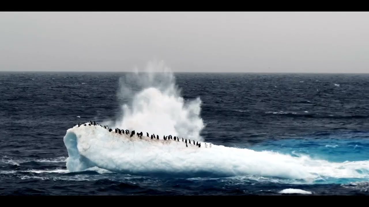 Cue Tube - Penguins