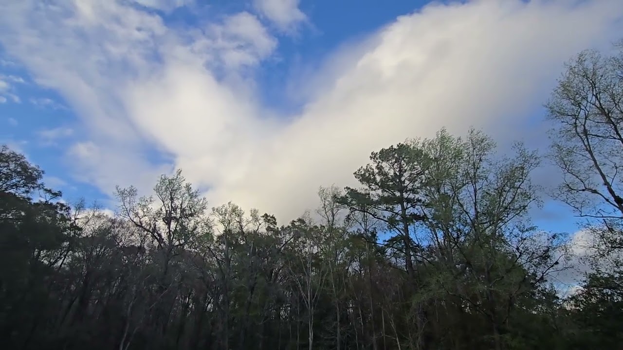 Swallow Tail Kite - Breeding Season March 2025