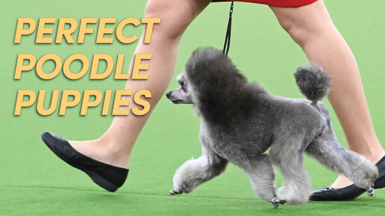 How to Clip & Trim Your Poodle Puppy | Poodle Grooming
