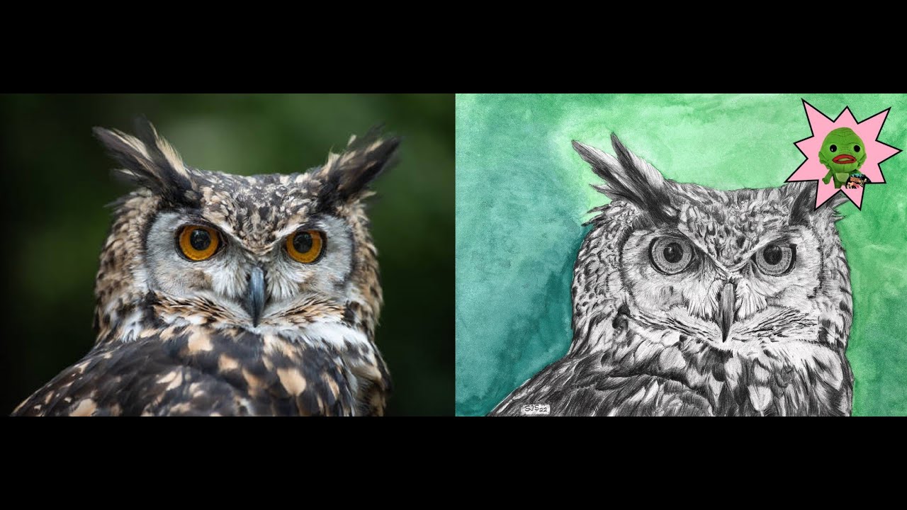 Owl Portrait Sketches - Source Photo Comparison