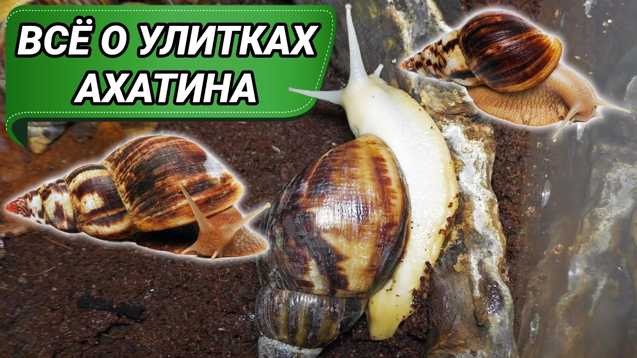 Улитки ахатины. Все о улитках ахатина, уход и содержание в домашних условиях