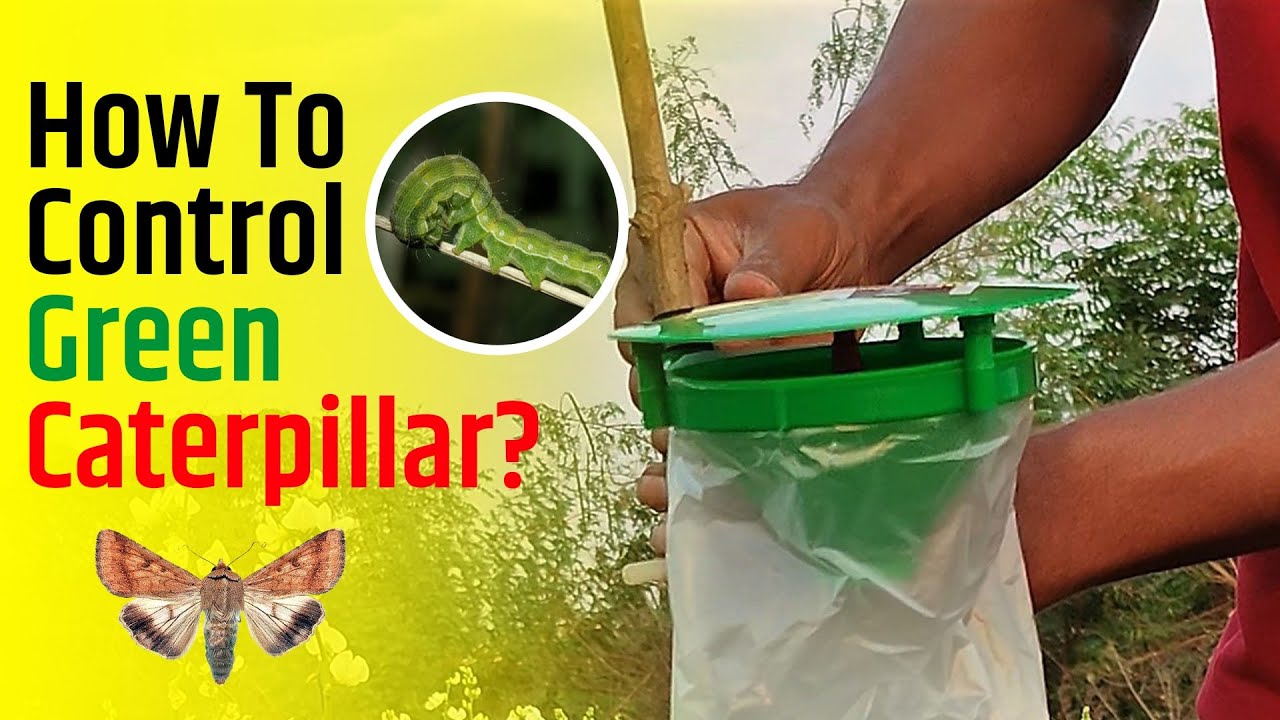 Life cycle of helicoverpa armigera & pheromone trap for it how to use Organic farmers must see .