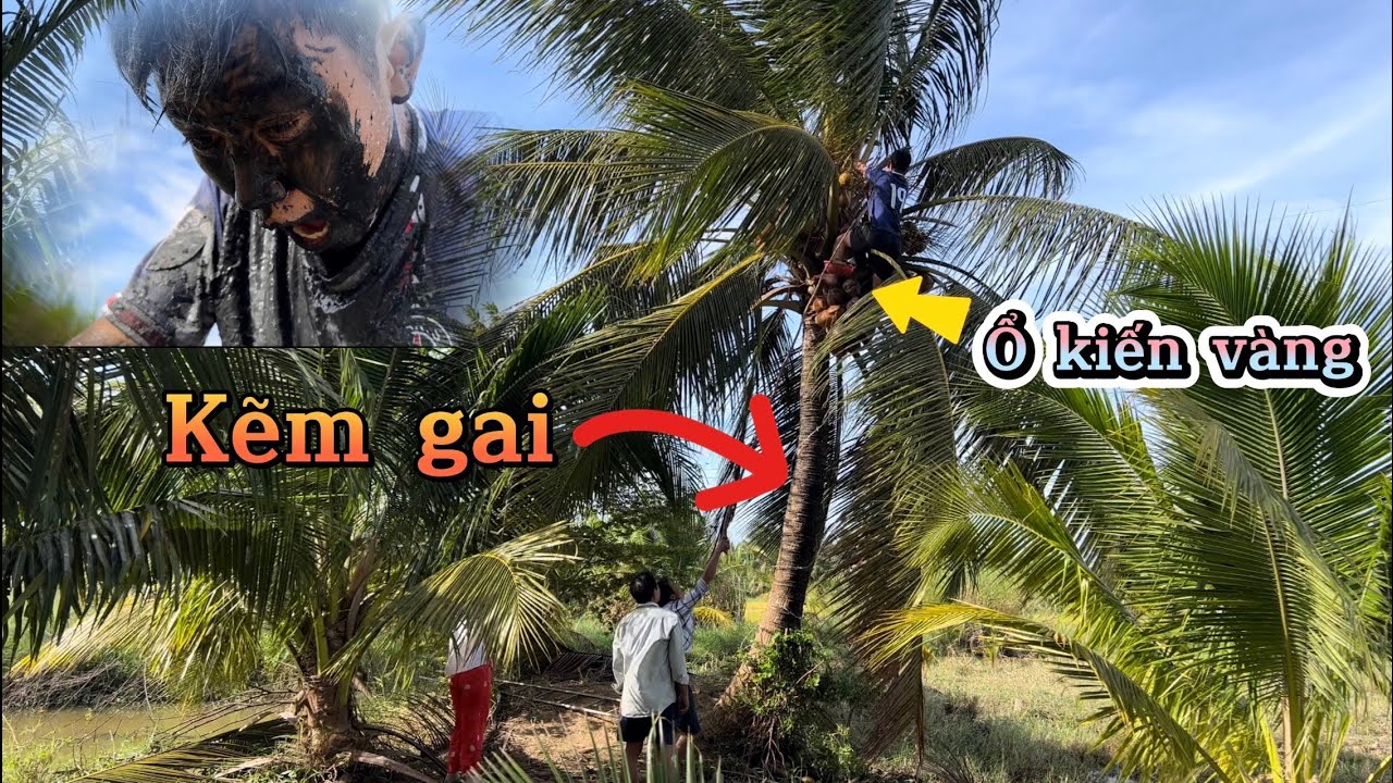TÍA GIÀ hợp tác với My và Danh làm cho TẠO BÁO lên cây xuống ruộng