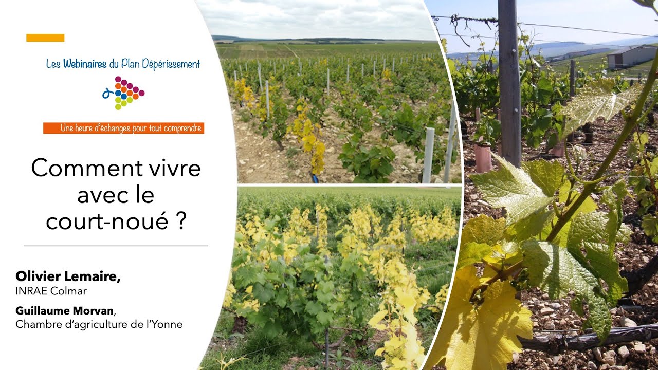 Webinaire Comment vivre avec le court-noué ?