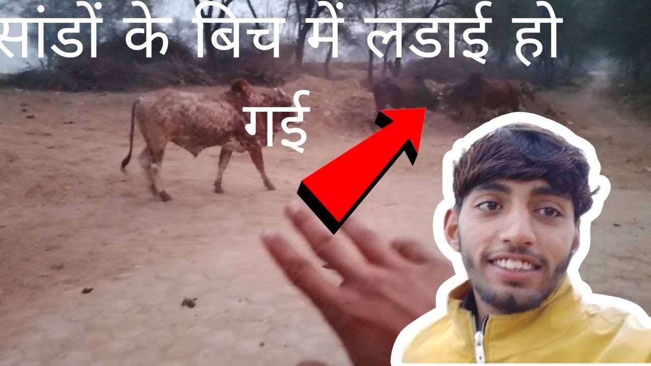 Fight ho gai 🐃🐃