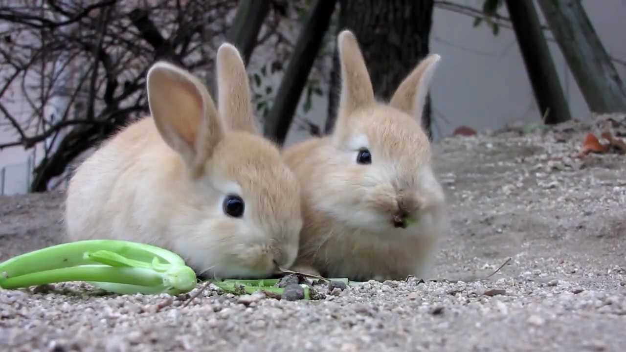 けしからん子うさぎ！＠大久野島 Outrageous fluffy baby bunnies!!! @ rabbit island / Okunoshima [チャンネル登録お願いします!]