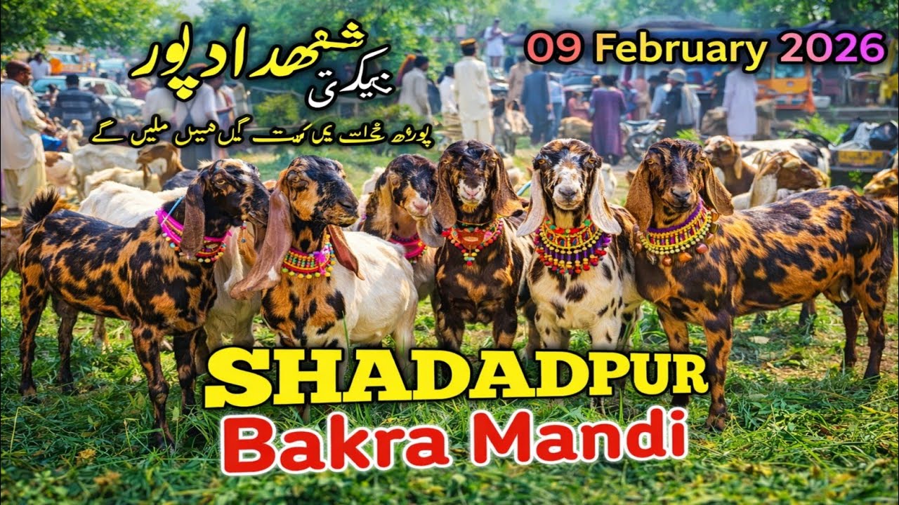 Shahdadpur Bakra Mandi 2026 | Mix Goats, Bucks & Male Goats | Live Rates Today | 9 Feb 2026