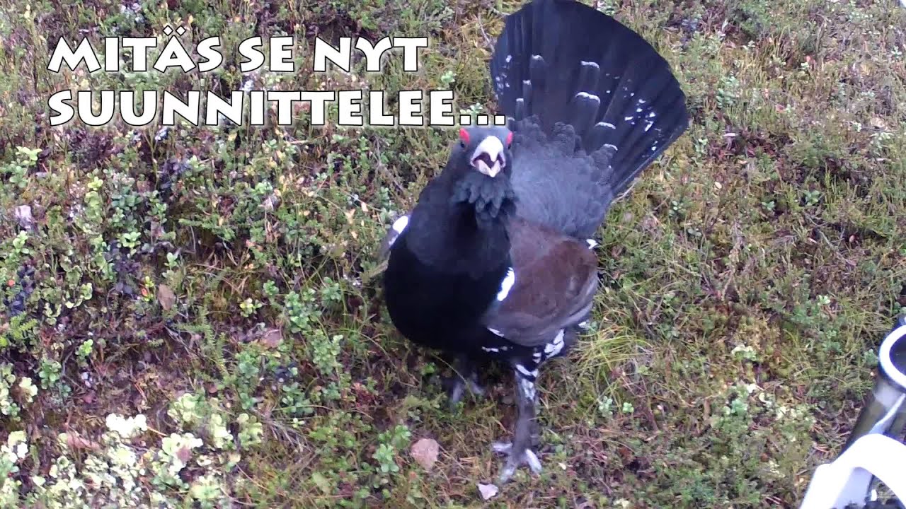 Metso vs Pyöräilijä