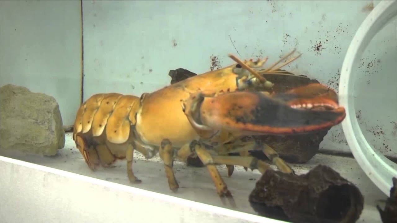 Rare Orange Lobster