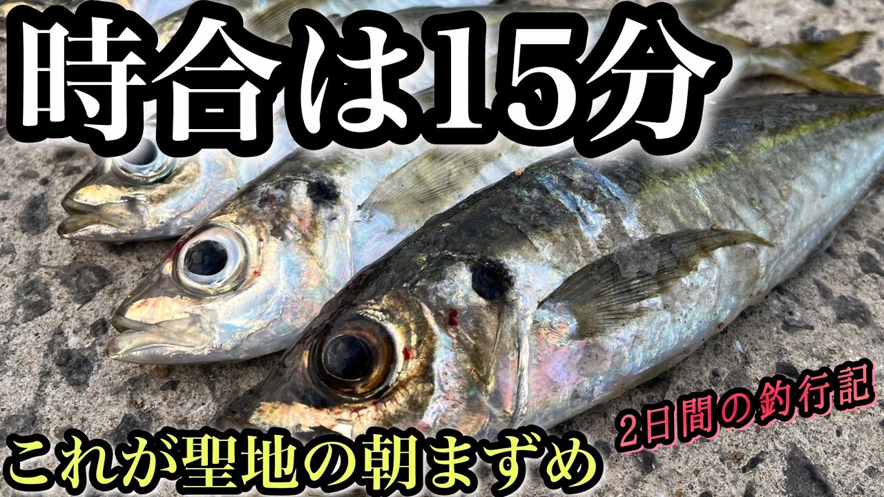 【アジング】壱岐島は朝まずめもアツイ！！一瞬の時合で良型が連発！？尺アジ出るか…