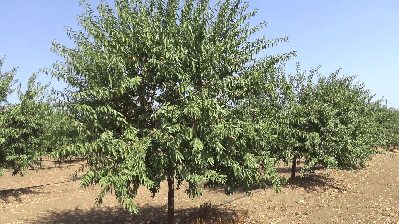 Almendro Avijor L. en la Carlota 2018