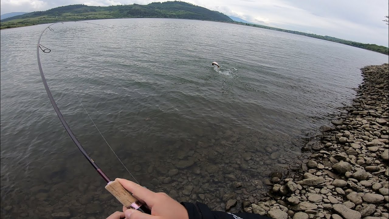Pstruh dúhový na Slovenský spôsob... Chyť a pusť / Rainbow Trout Lake fishing ... Catch and Release