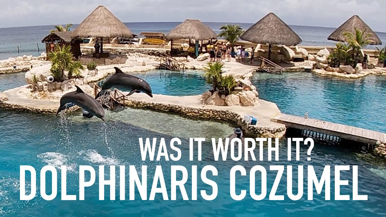 Dolpinaris Cozumel: Is This Cruise Excursion Worth The Money?