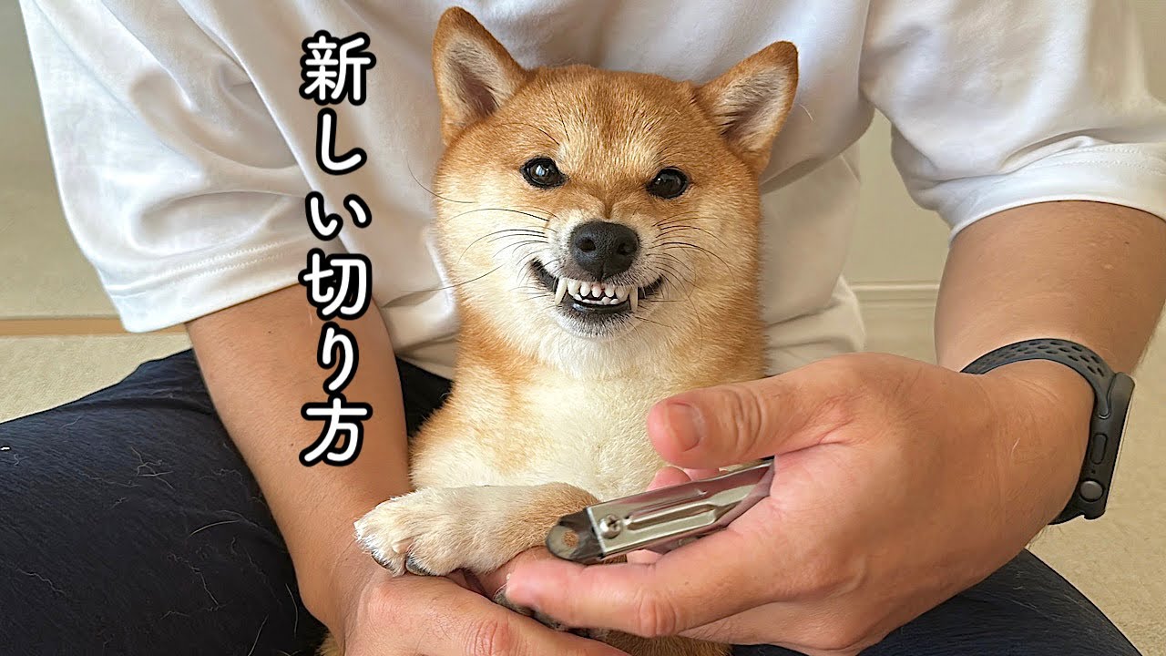 つめ切りが苦手な豆柴のために新しい切り方を発見しました！