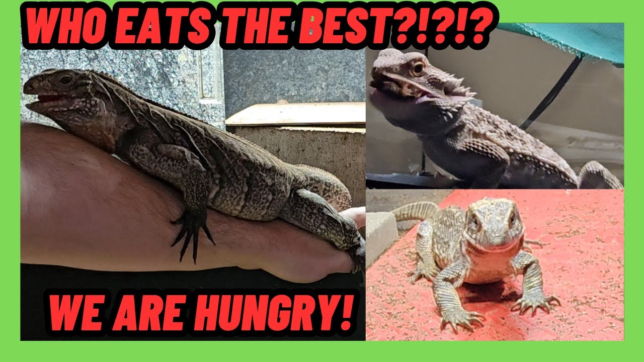 WHICH REPTILE EATS THE BEST? CRAZY LIZARDS!