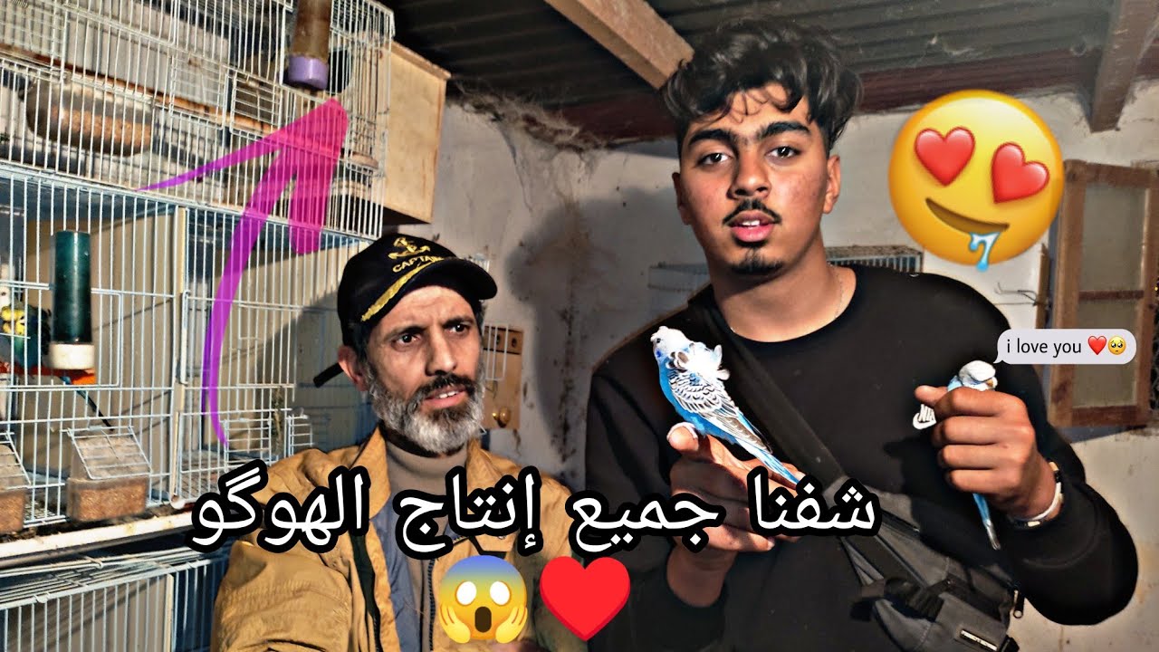 تجريبة جديدا : إشتريت  طيور البادجي الهوگو وزغليلهوم الصغار 🦜 + شفنا جميع إنتاج الهوگو 🇲🇦♥️